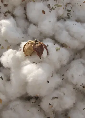 Czym jest Better Cotton?
